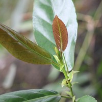 Aporosa latifolia Thwaites